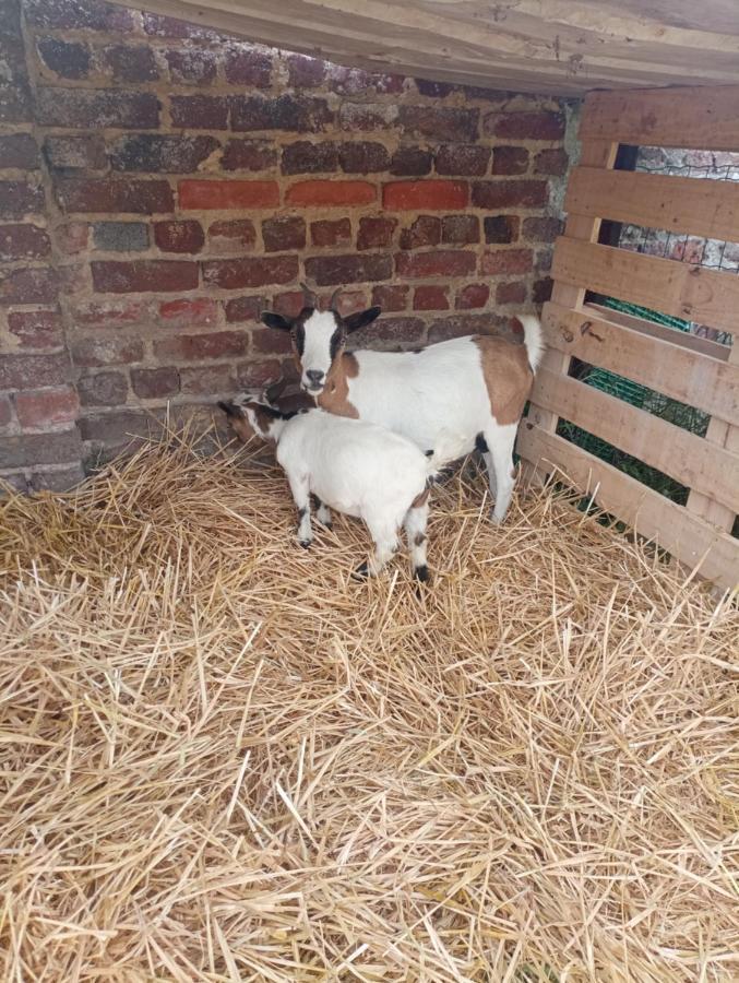 Gite A La Ferme Chez Magali Escaudoeuvres 外观 照片
