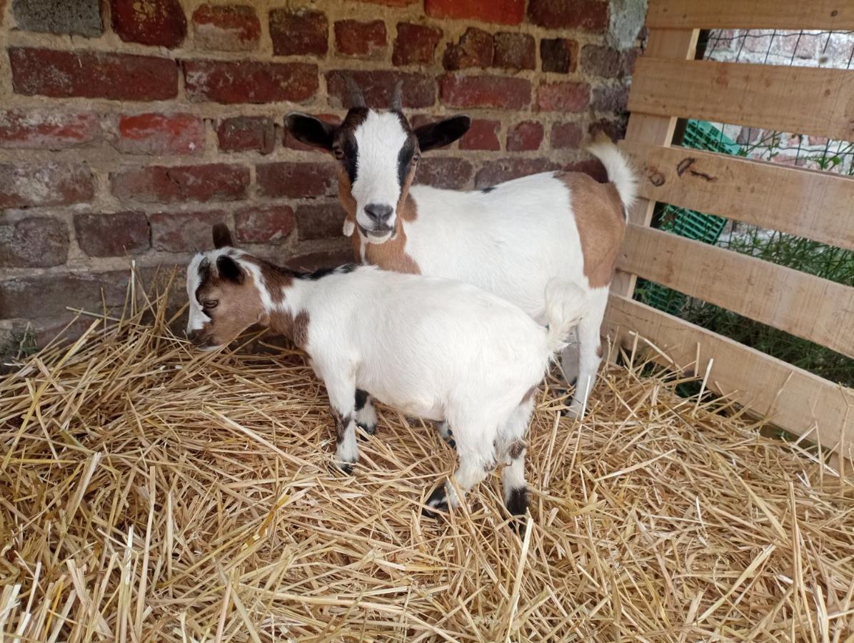 Gite A La Ferme Chez Magali Escaudoeuvres 外观 照片